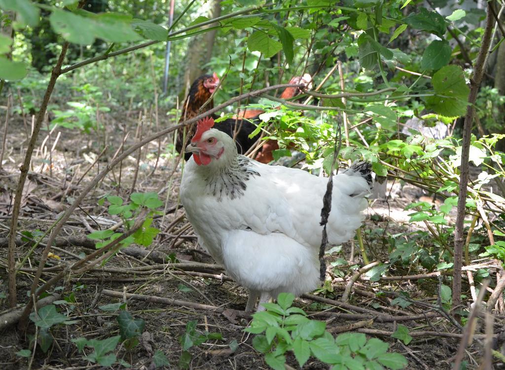 Oye-Plage La Ferme Wessiereゲストハウス エクステリア 写真